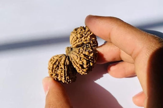 Trijuti Rudraksha