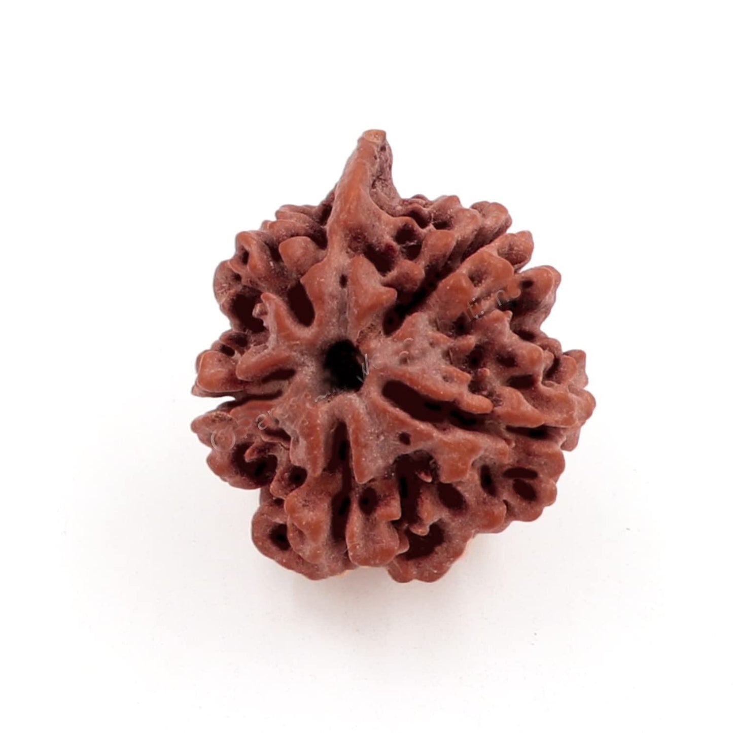 Ganesh Rudraksha