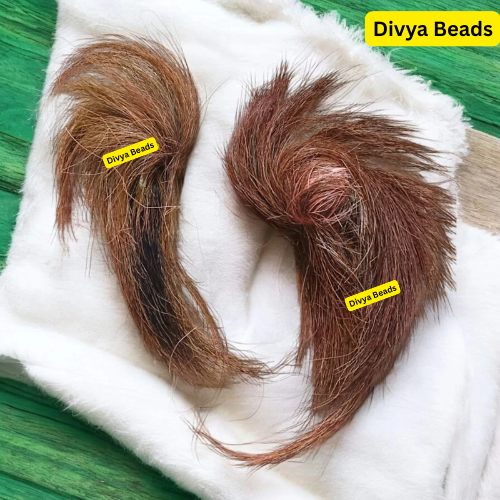 Siyar Singhi - Gidar Singhi - Original Energised for Vashikaran and Lakshmi Prapti