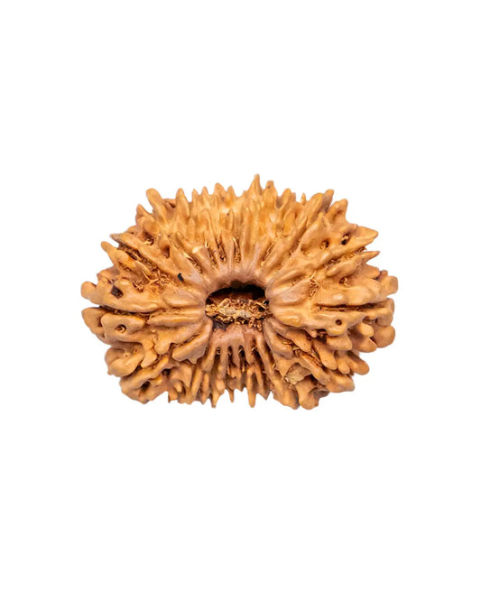19 Mukhi Rudraksha