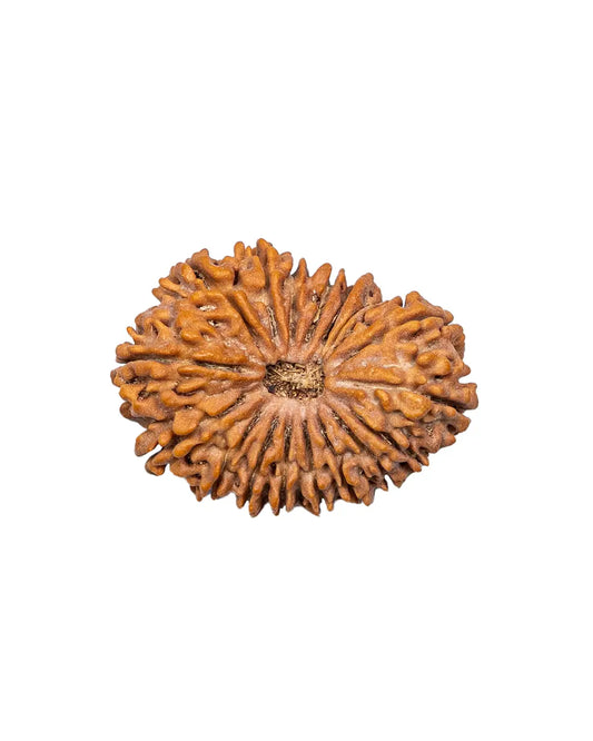 18 Mukhi Rudraksha