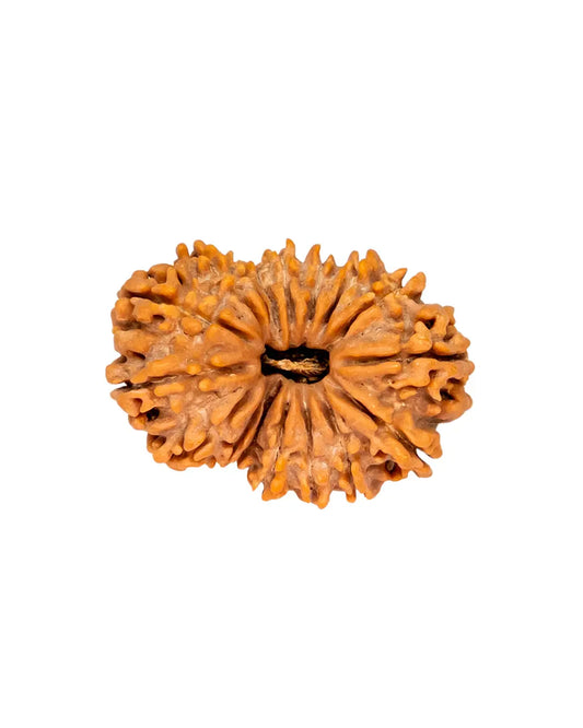 17 Mukhi Rudraksha