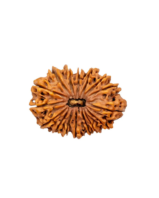 16 Mukhi Rudraksha