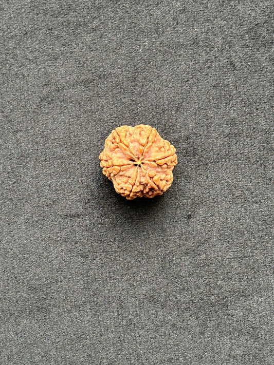 Five Mukhi Rudraksha
