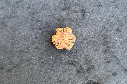 Three Mukhi Rudraksha