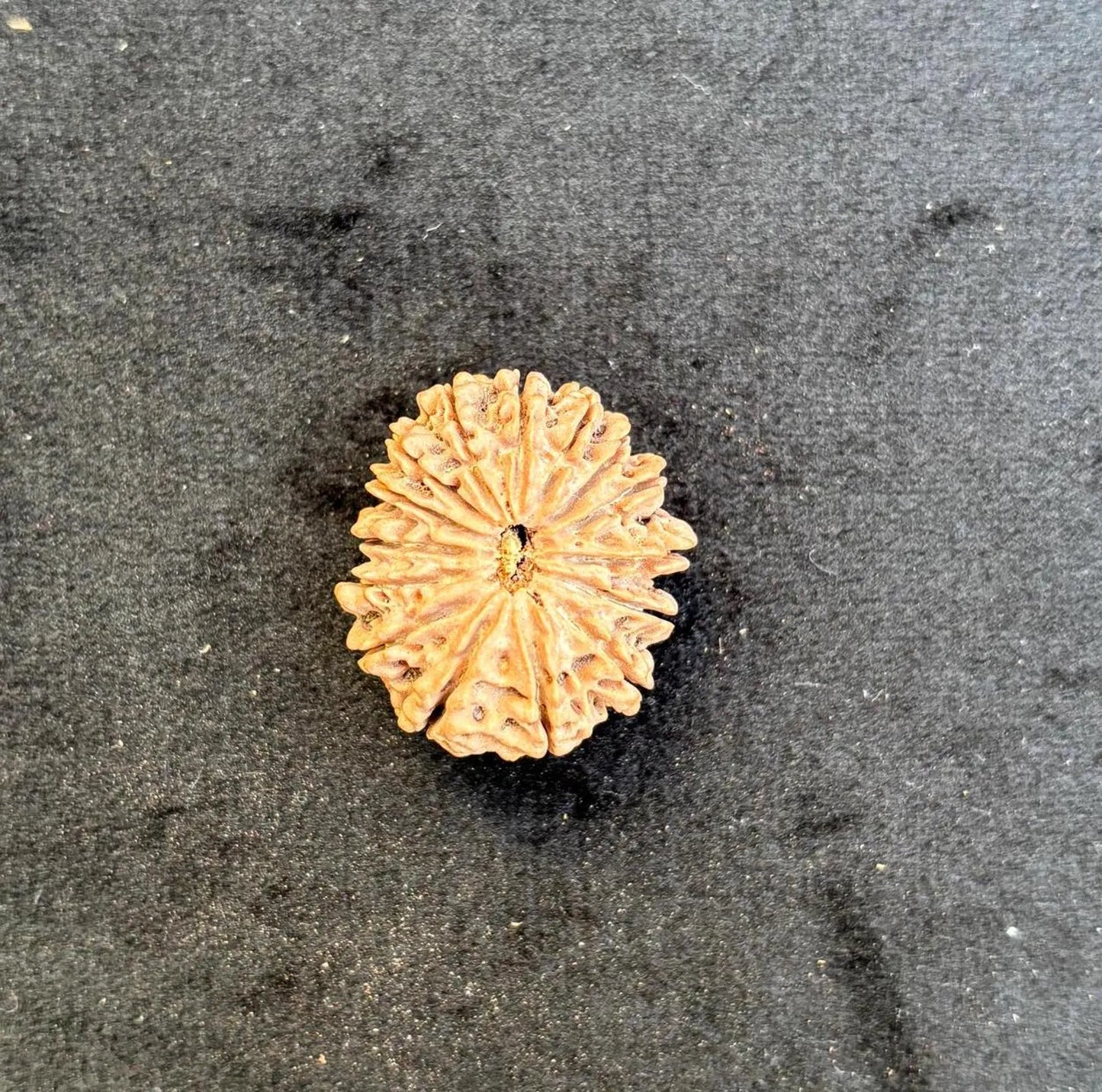 Thirteen Mukhi Collector Rudraksha