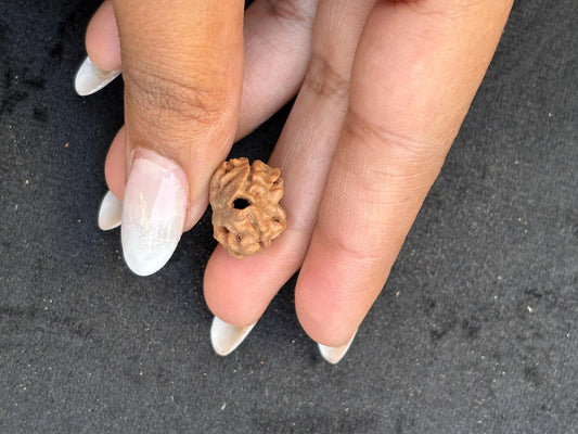 Two Mukhi X Super Collector Rudraksha