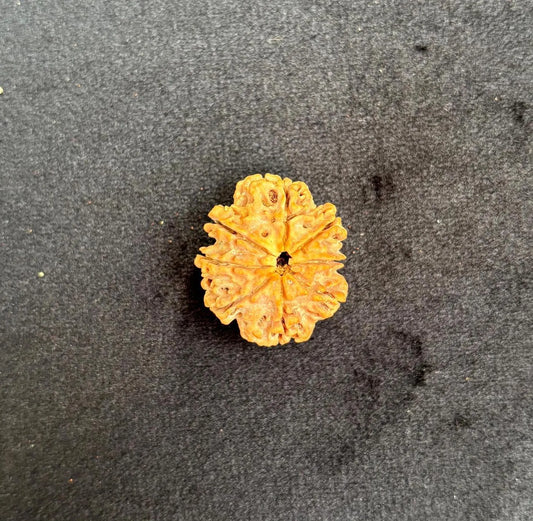 Eight Mukhi Collector Rudraksha