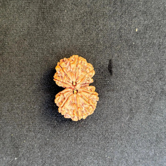 Gaurishankar Rudraksha