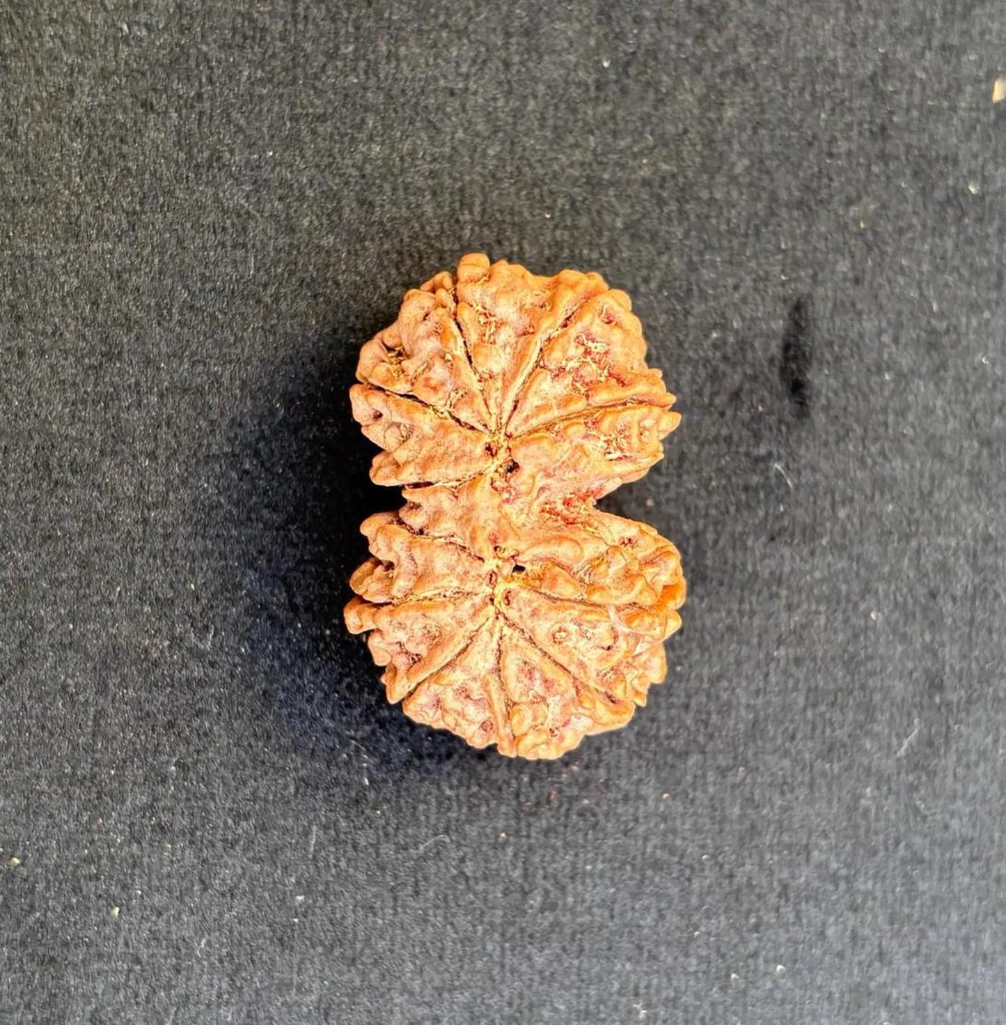 Gaurishankar Rudraksha
