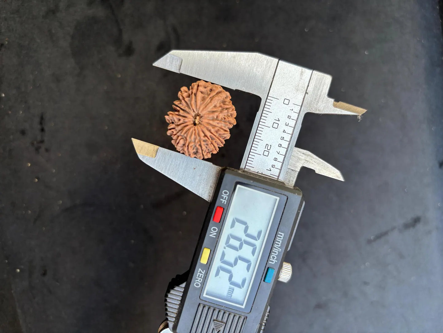 Fifteen Mukhi Super Collector Rudraksha