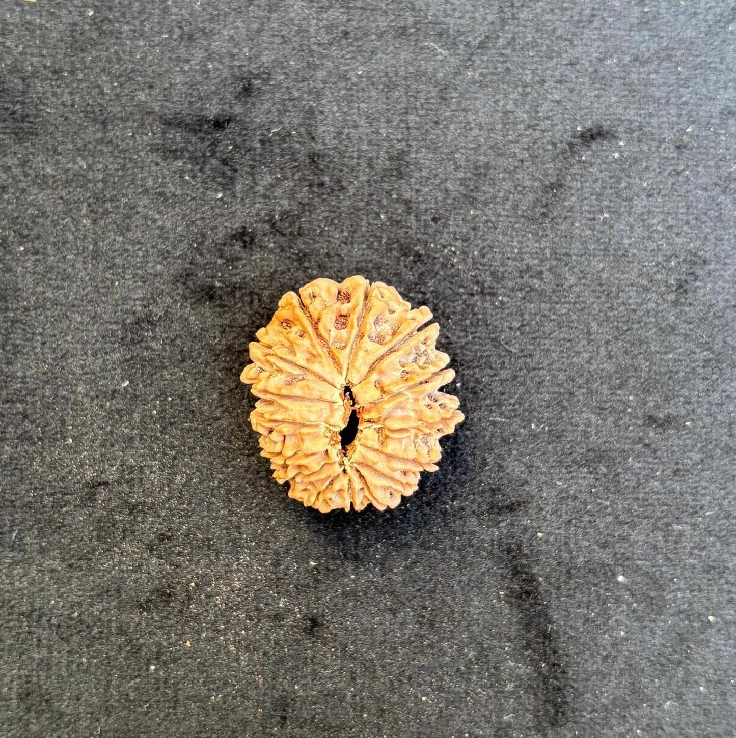 Fifteen Mukhi Super Collector Rudraksha