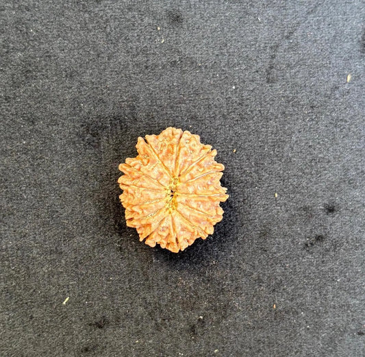Eleven Mukhi Collector Rudraksha