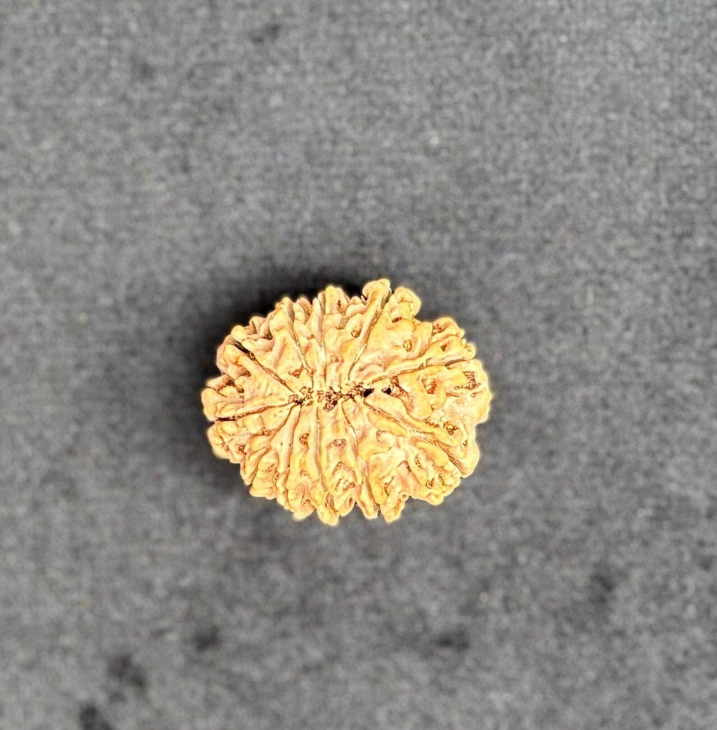 Eleven Mukhi Collector Rudraksha