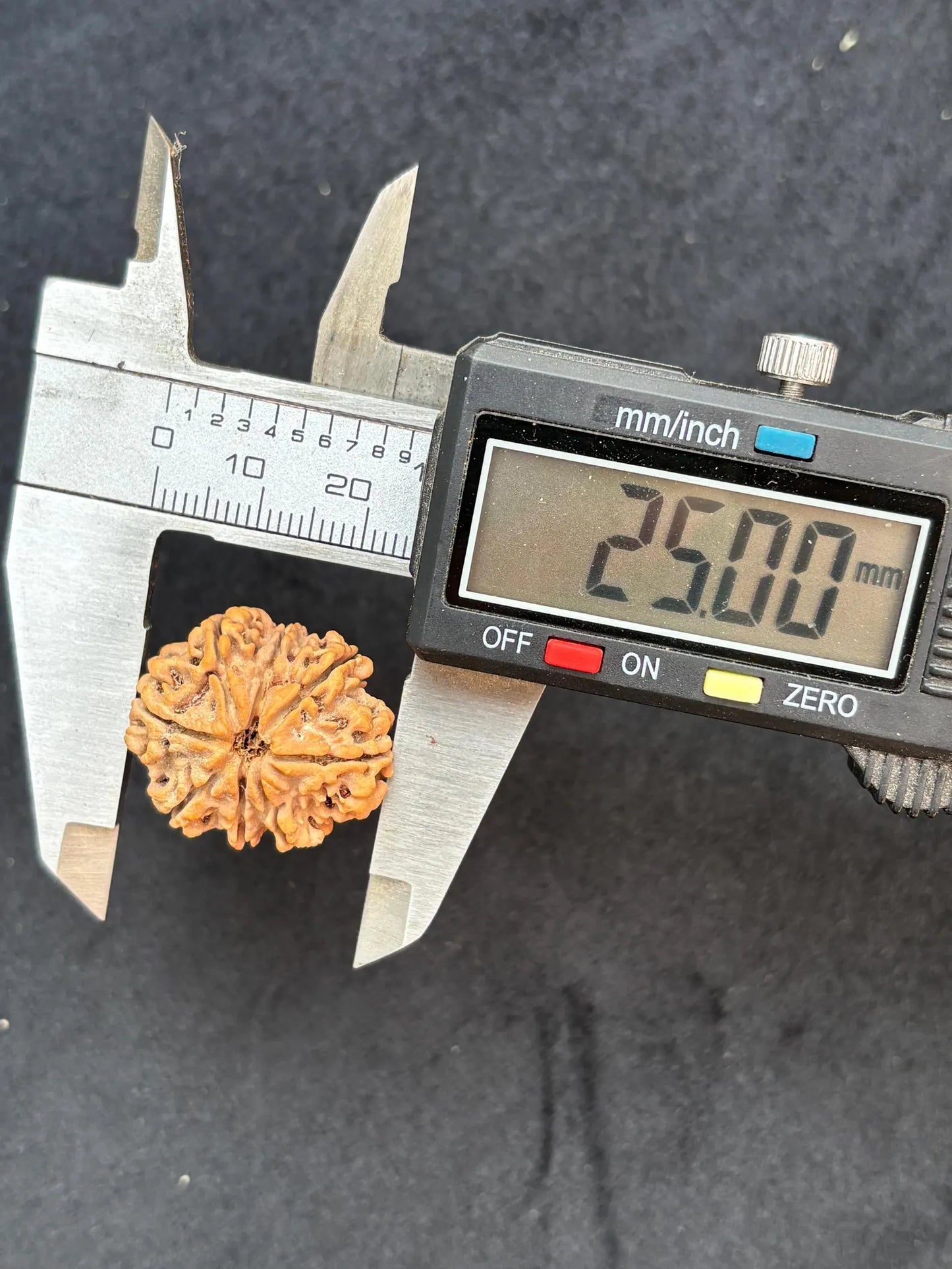 Eight Mukhi Collector Rudraksha