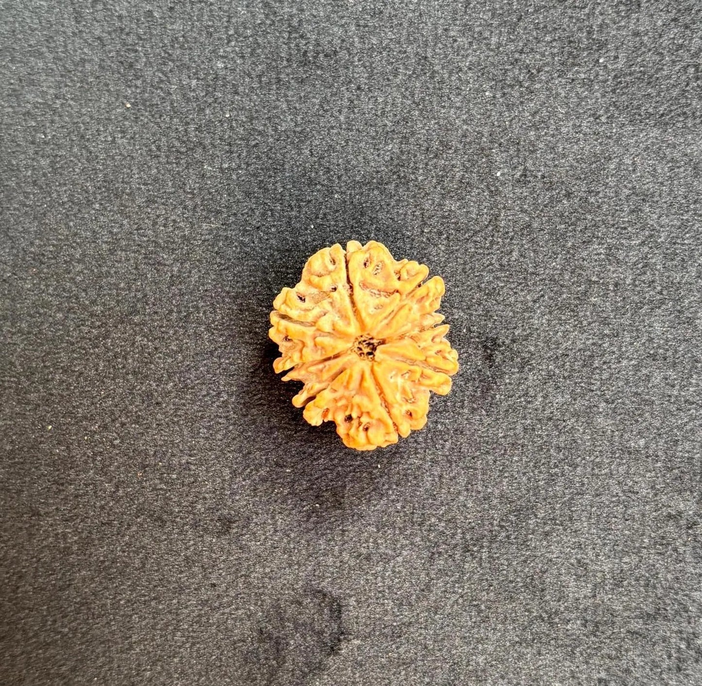 Eight Mukhi Collector Rudraksha
